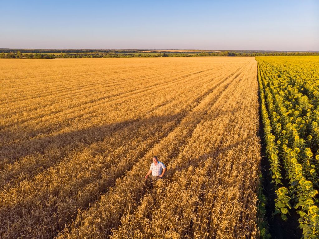 A field of wheat shown as an example of a commodity