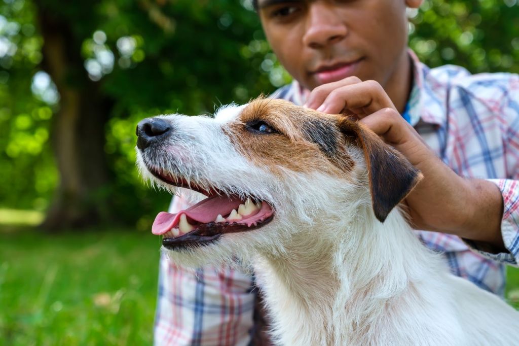 An older teen making money part-time as a dog sitter