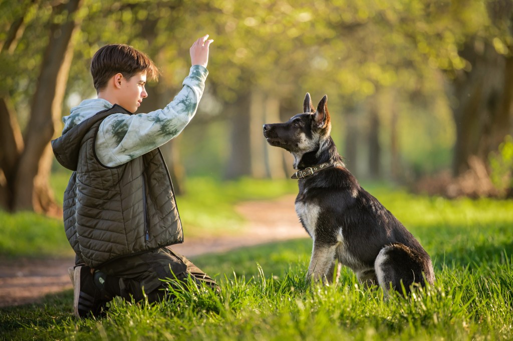 Teen boy dog walker kneeling down companding large dog to sit with a hand signal. 