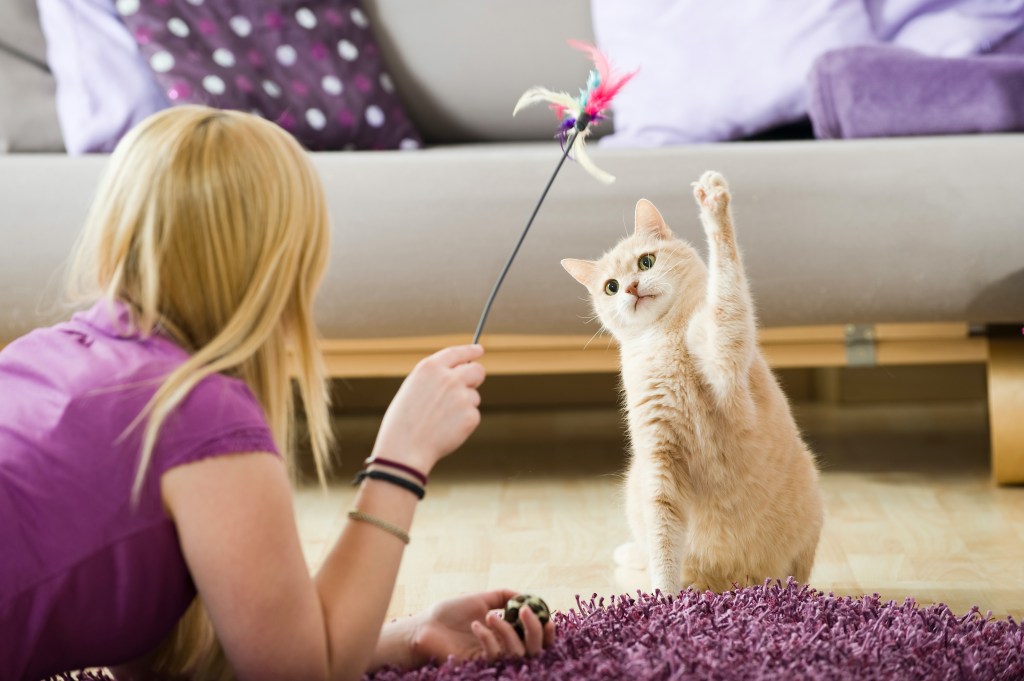 Teen girl playing with with a cat she is pet sitting. 